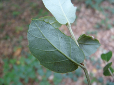 Verso de la feuille blanchâtre. Agrandir dans une nouvelle fenêtre ou onglet)